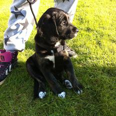 Blanding af racer Ally