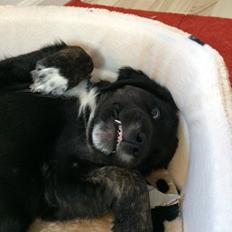 Blanding af racer Ally