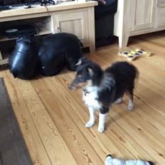 Shetland sheepdog Zeus