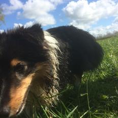 Shetland sheepdog Zeus