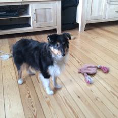 Shetland sheepdog Zeus