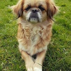 Tibetansk spaniel / Pekingeser - Kelly