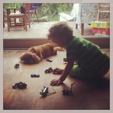 Tibetansk spaniel / Pekingeser - Kelly