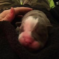 Olde english bulldogge TrueLove Bulldogs Your Unforgettable (Ib)