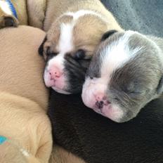 Olde english bulldogge TrueLove Bulldogs Your Unforgettable (Ib)