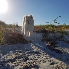 Samojedhund White Canis Mariah Carey "Emie"