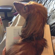 Dværggravhund Quinzy