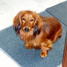 Dværggravhund Quinzy