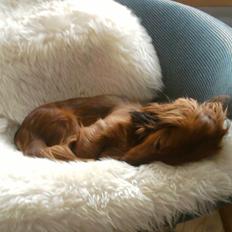 Dværggravhund Quinzy