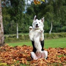 Border collie Pai