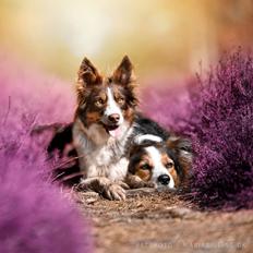 Border collie Edith