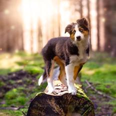 Border collie Pipa