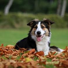 Border collie Pipa