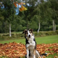 Border collie Pipa