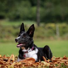 Border collie Fix