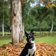 Border collie Fix