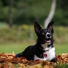 Border collie Fix