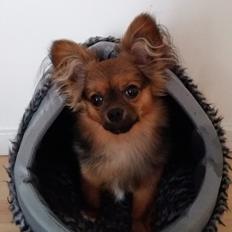 Chihuahua Mikkey