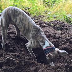 Whippet Frontrunner Italian Dreams - Cala