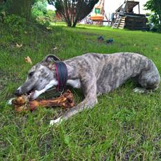 Whippet Frontrunner Italian Dreams - Cala