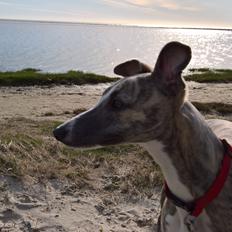 Whippet Frontrunner Italian Dreams - Cala