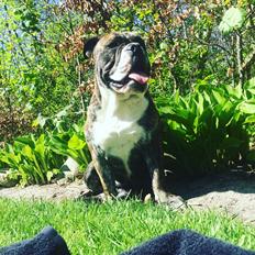 Olde english bulldogge Olga