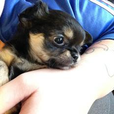 Chihuahua Neva