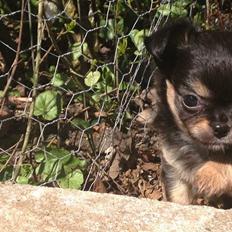 Chihuahua Neva