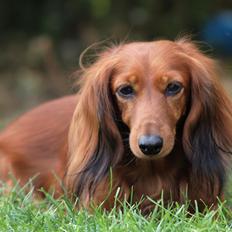 Dværggravhund Xingu