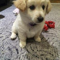 Blanding af racer Luna