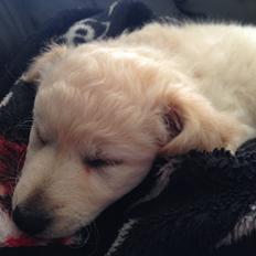 Blanding af racer Luna