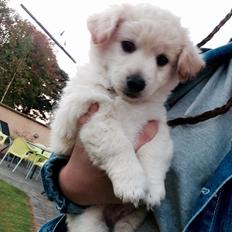 Blanding af racer Luna