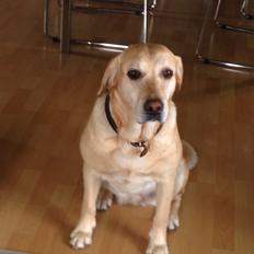 Labrador retriever Molly