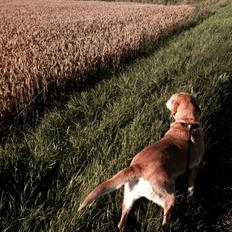 Labrador retriever Molly