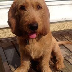 Basset fauve de bretagne Svante