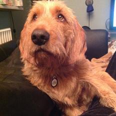 Basset fauve de bretagne Svante