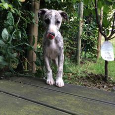 Whippet Basso