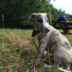 Whippet Basso