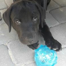 Labrador retriever Dark Moor's Balou
