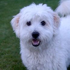 Coton de tulear Mikki
