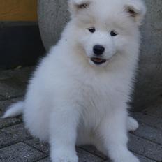 Samojedhund White Samara's Express Estella