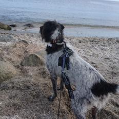 Blanding af racer Rollo <3