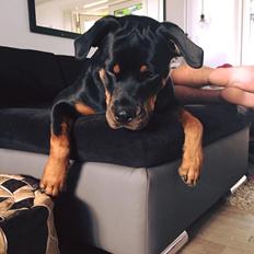 Rottweiler Malli