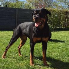 Rottweiler Malli
