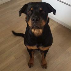 Rottweiler Malli