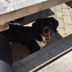 Engelsk springer spaniel Malthe