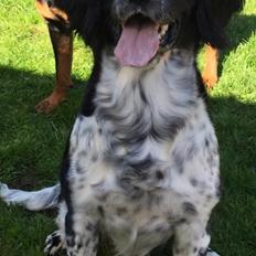 Engelsk springer spaniel Malthe