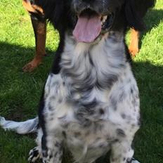 Engelsk springer spaniel Malthe 