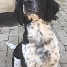 Engelsk springer spaniel Malthe