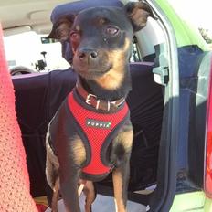 Prazsky krysarik Diva